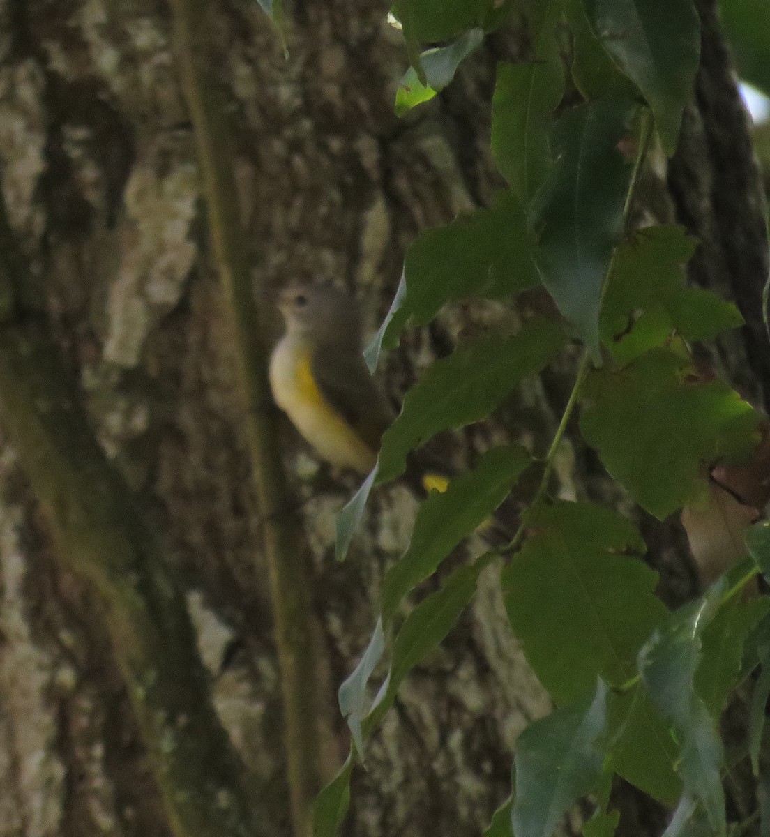 American Redstart - ML644347647