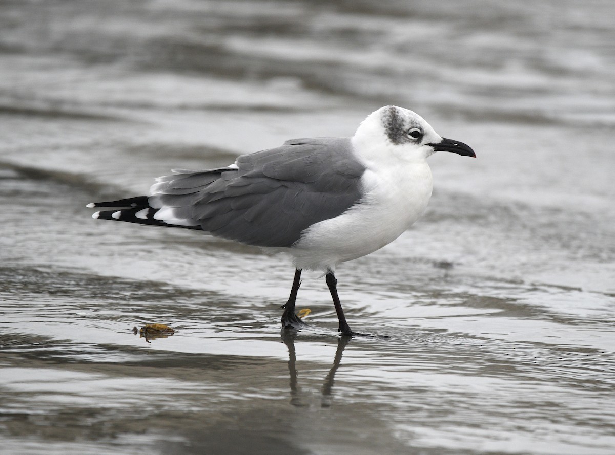 ワライカモメ - ML644347648