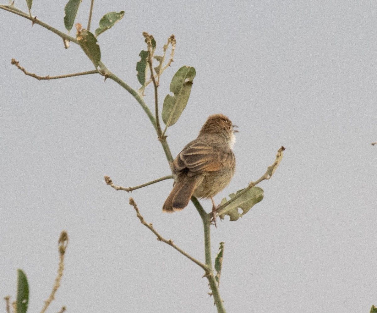Rattling Cisticola - ML644347654