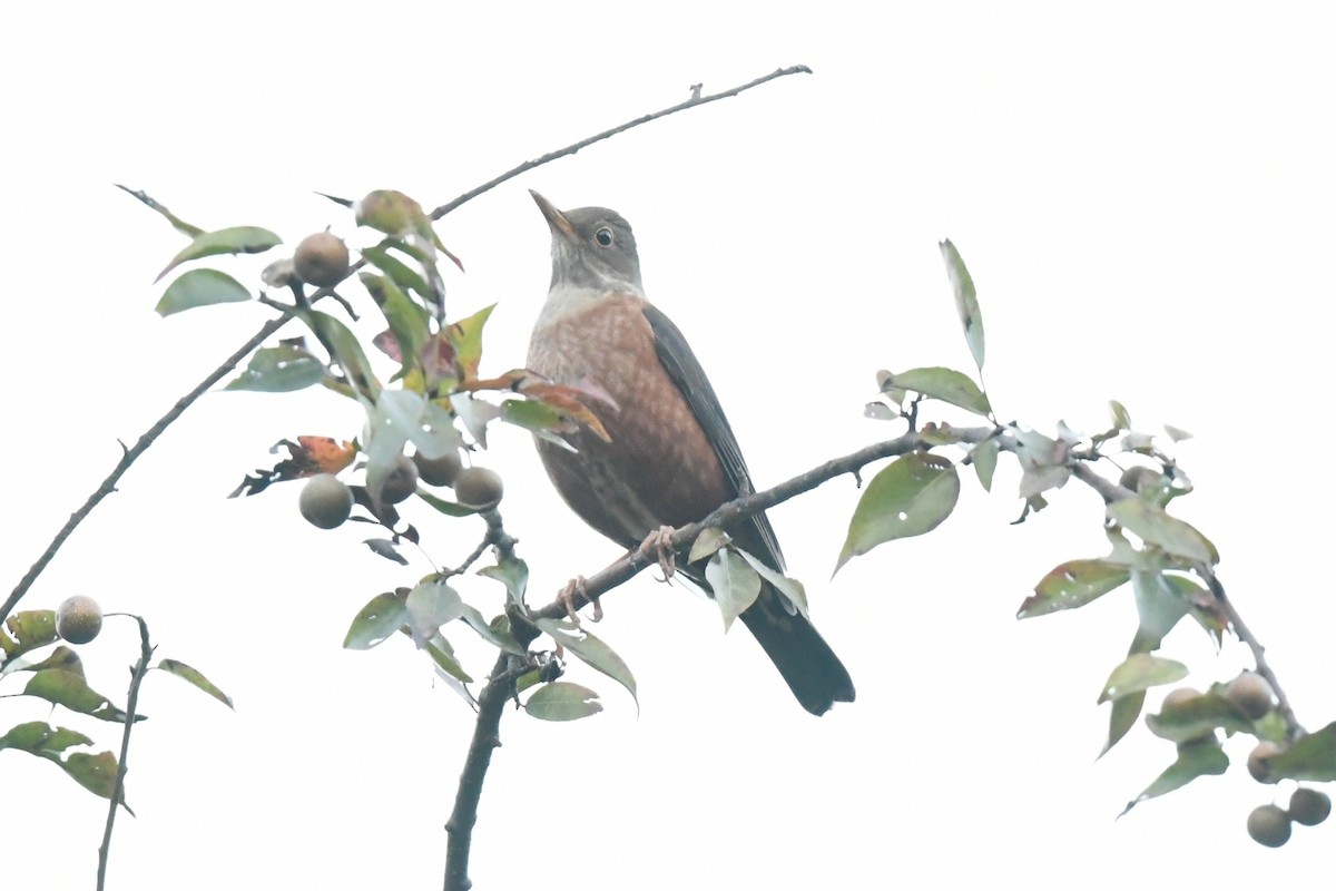 Zorzal Castaño - ML644347666