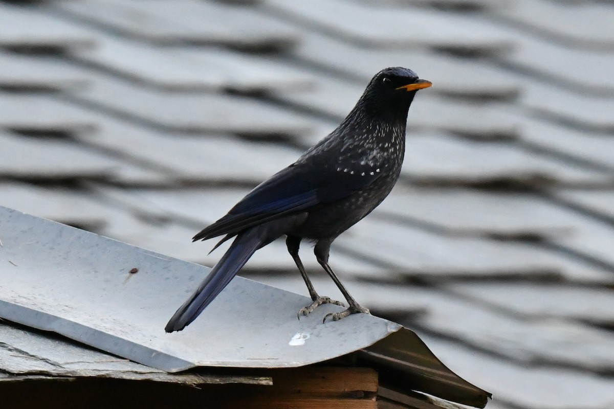 Нил исгэрээ хөөндэй - ML644347668