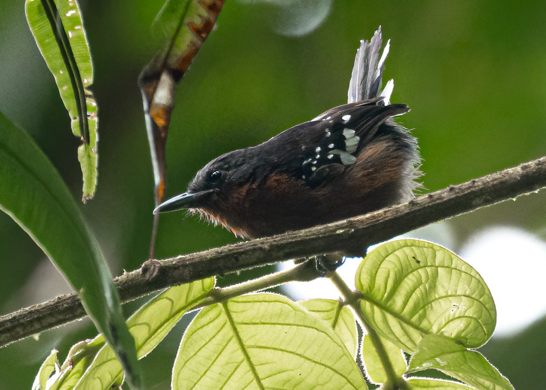 Dot-winged Antwren - ML644347670