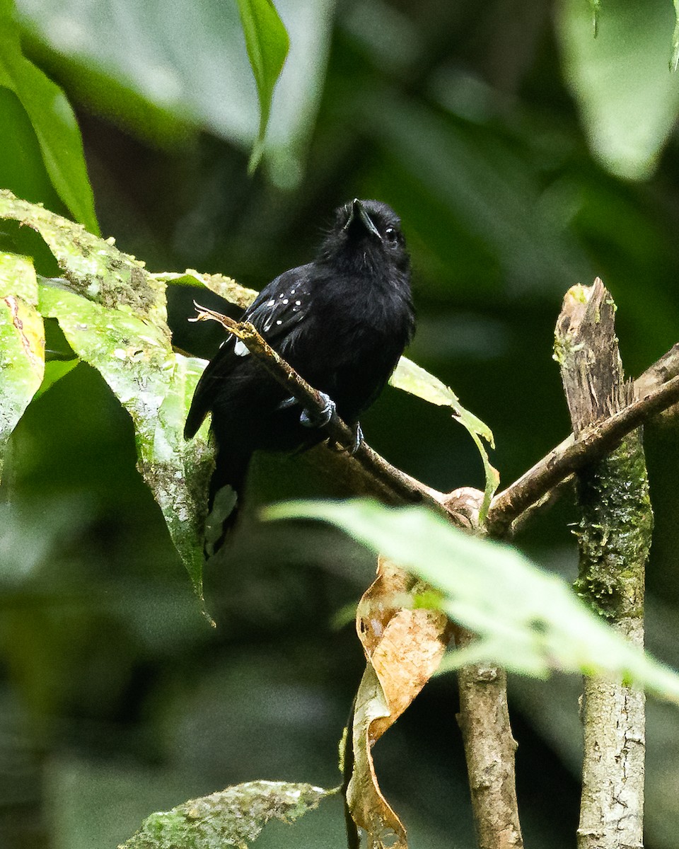 Dot-winged Antwren - ML644347671