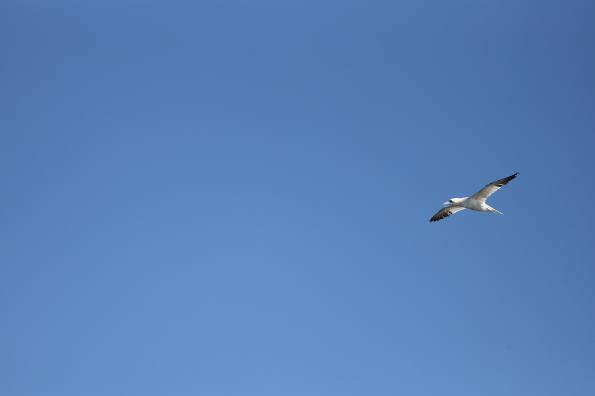 havsule - ML644347673