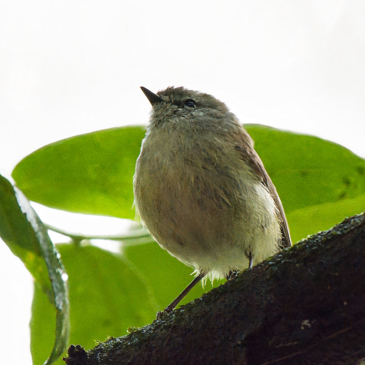 Brown Gerygone - ML644347675