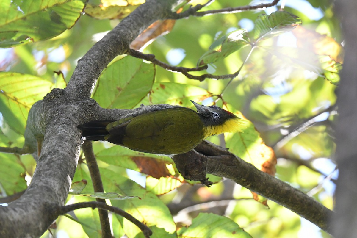 Жовна мала - ML644347678