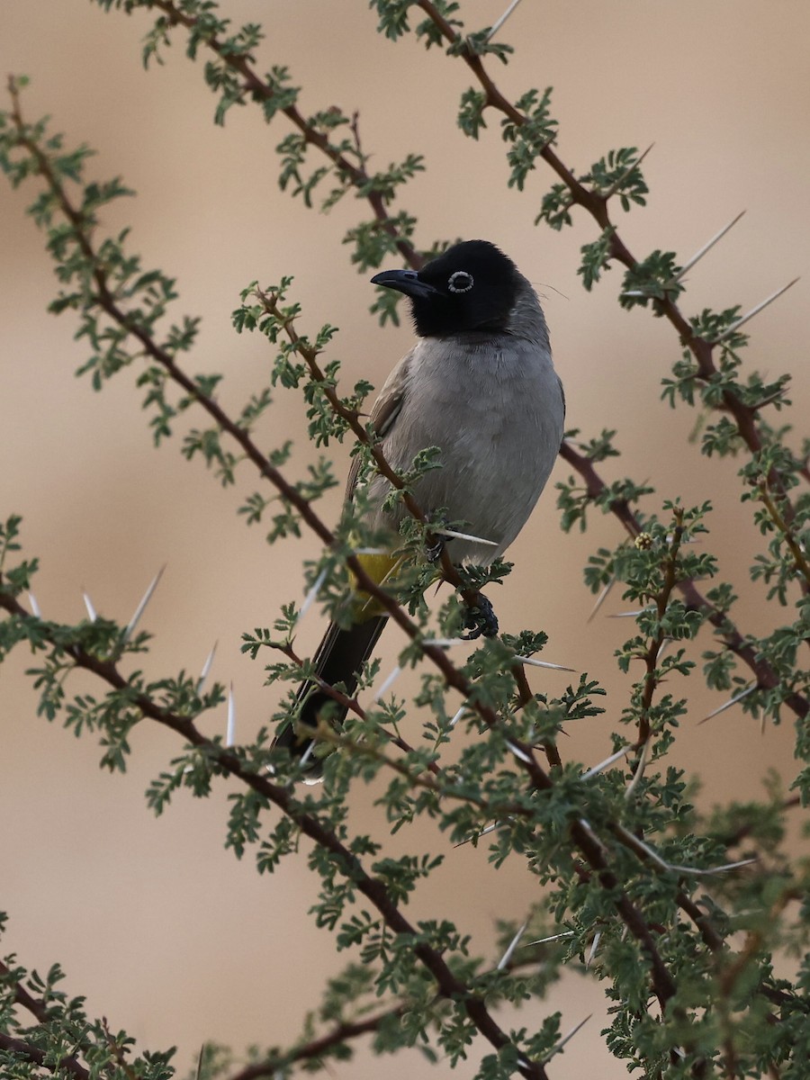 Gelbsteißbülbül - ML644347681