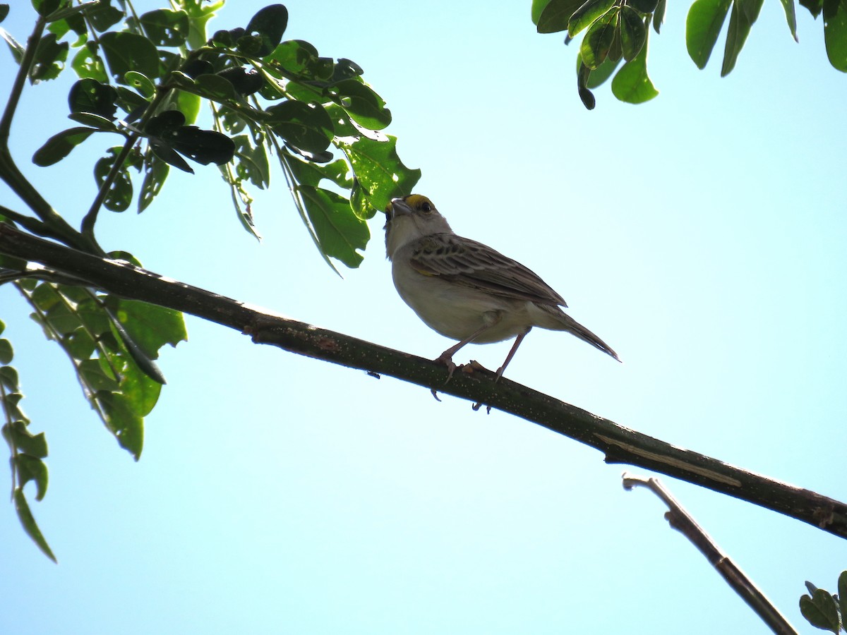 Yellow-browed Sparrow - ML644347682