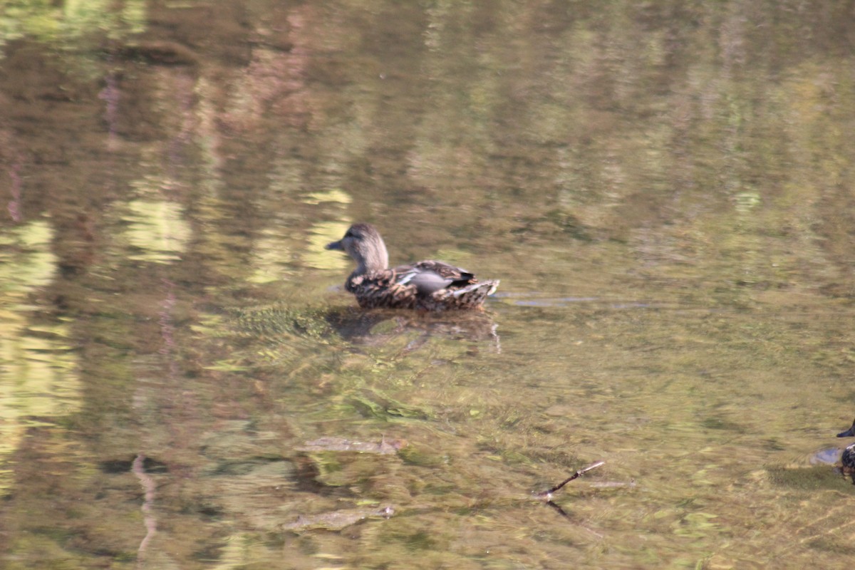 Canard colvert - ML644347683