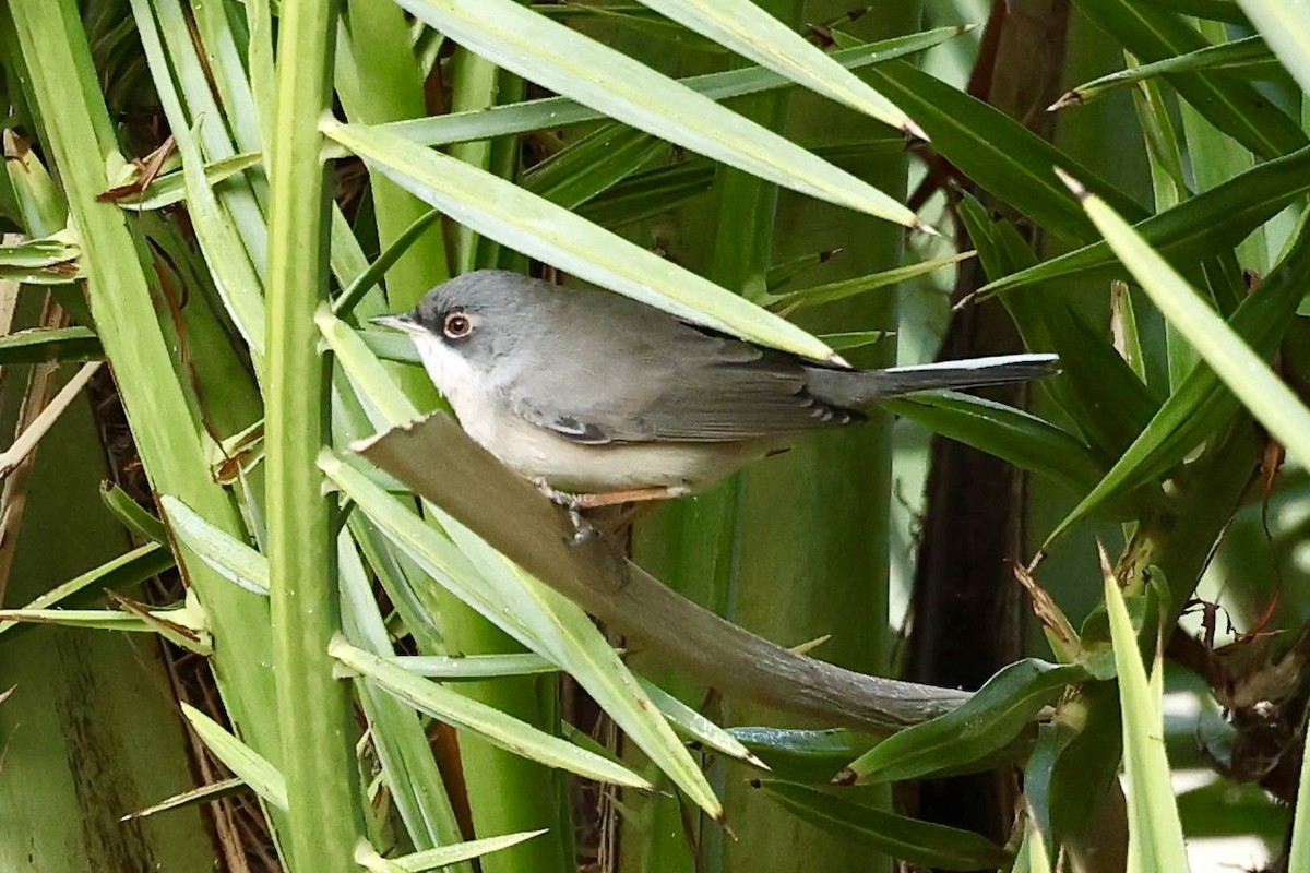 Fauvette de Ménétries - ML644347687