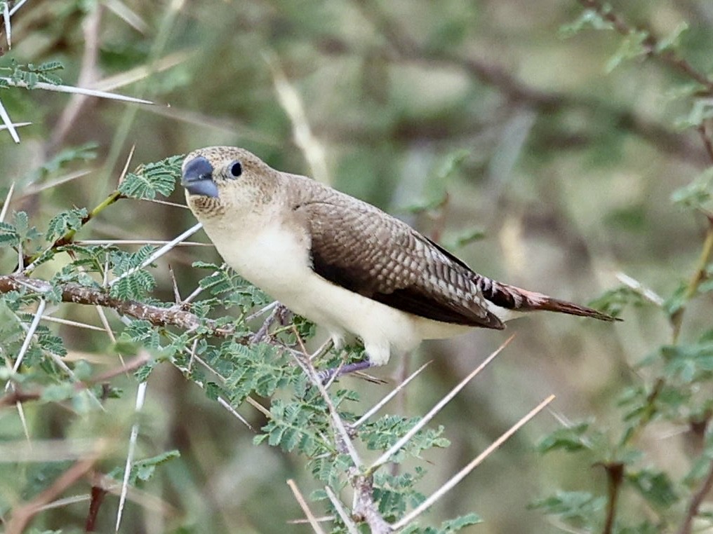 African Silverbill - ML644347695