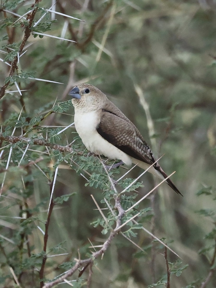 African Silverbill - ML644347696