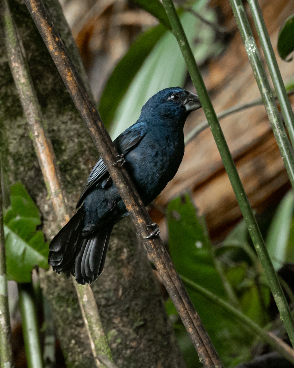 Blue-black Grosbeak - ML644347697