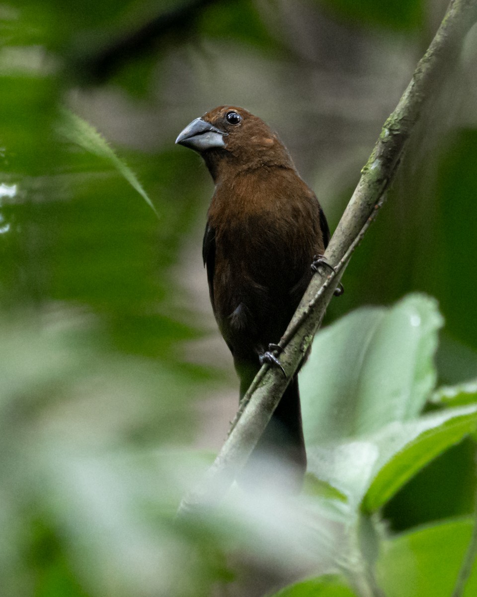 Blue-black Grosbeak - ML644347698