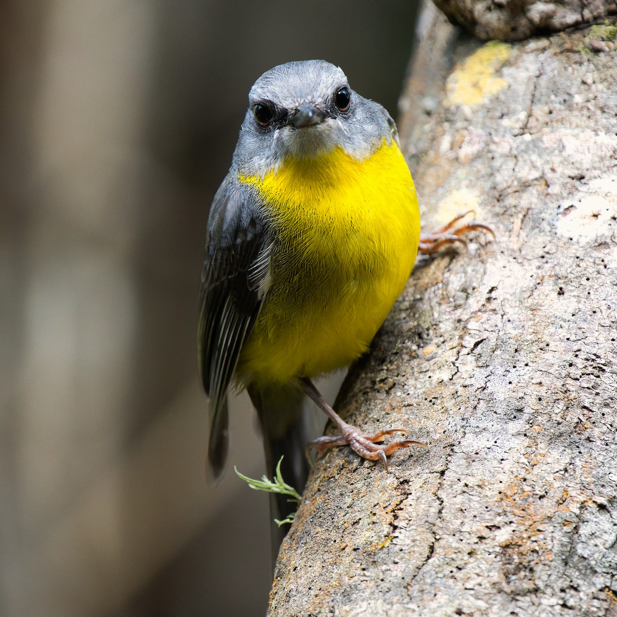 Doğulu Sarı Bülbül - ML644347710