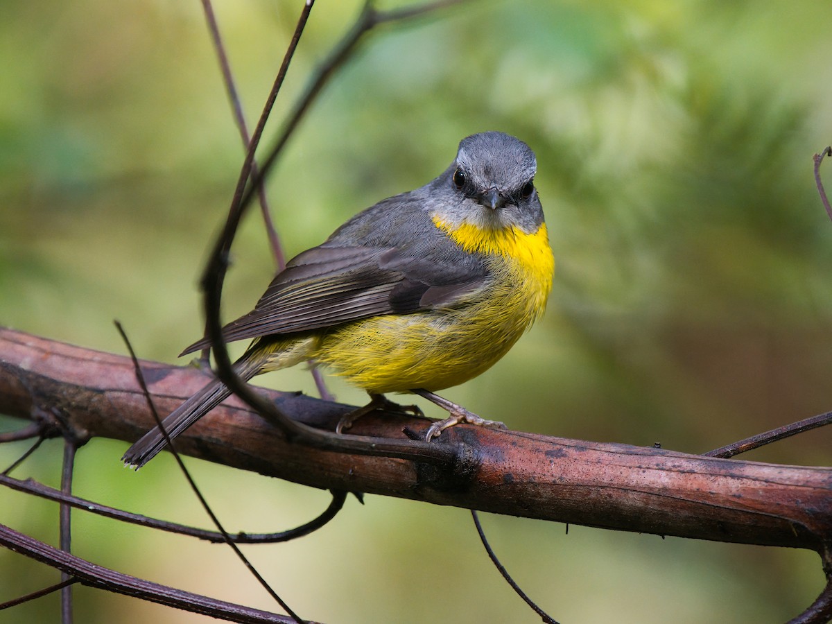 Doğulu Sarı Bülbül - ML644347719