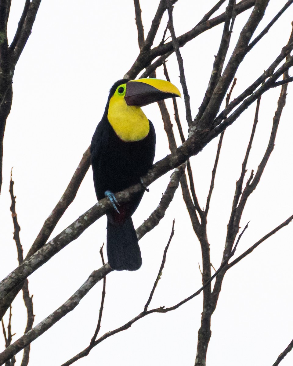 Тукан жовтошиїй (підвид swainsonii) - ML644347726