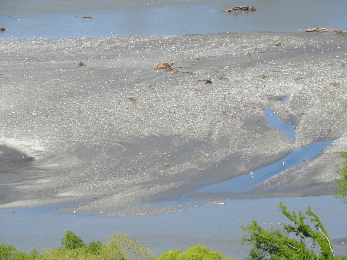 Black-billed Gull - ML644347744