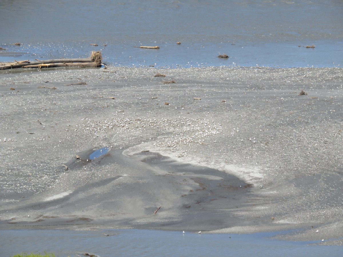 Black-billed Gull - ML644347745