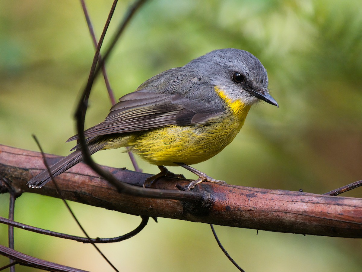 Doğulu Sarı Bülbül - ML644347746