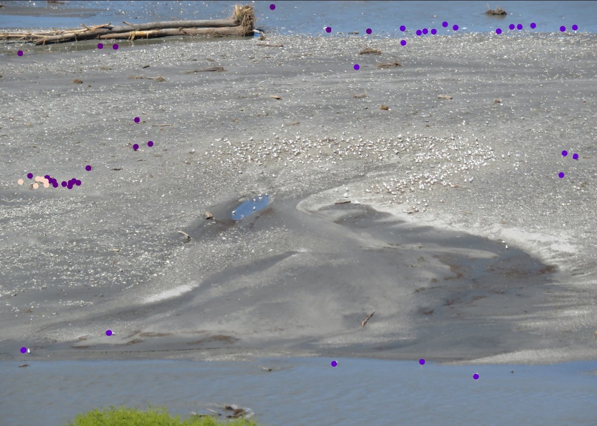 Black-billed Gull - ML644347757