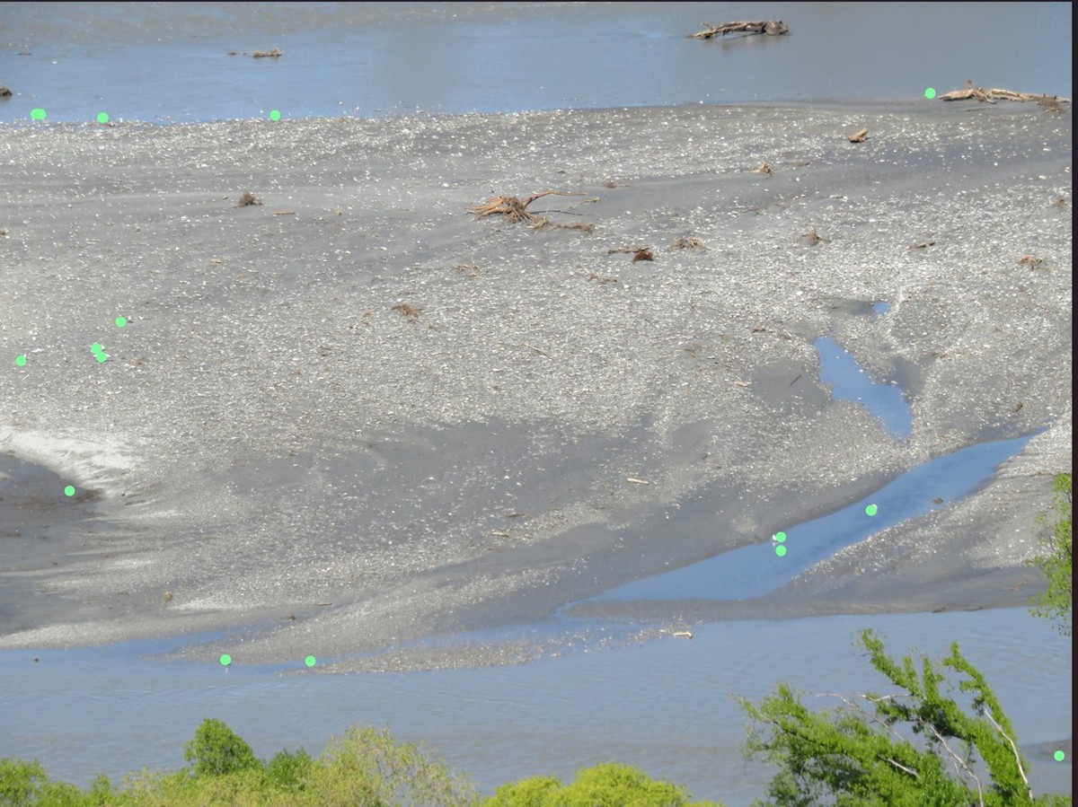 Black-billed Gull - ML644347758