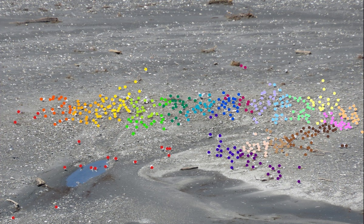 Black-billed Gull - ML644347759