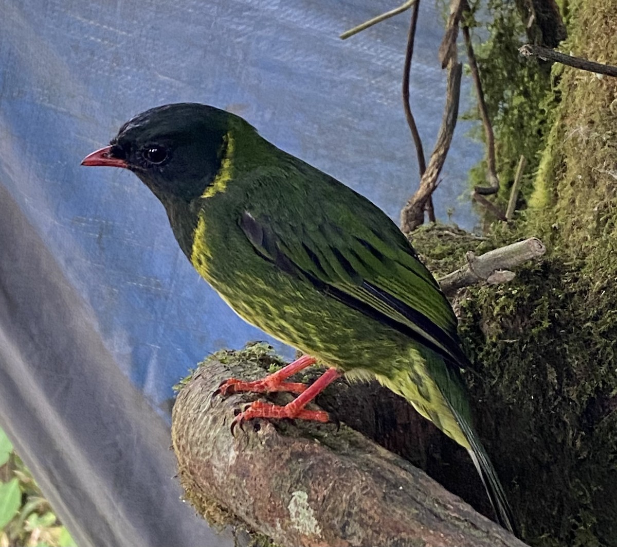 Green-and-black Fruiteater - ML644347760