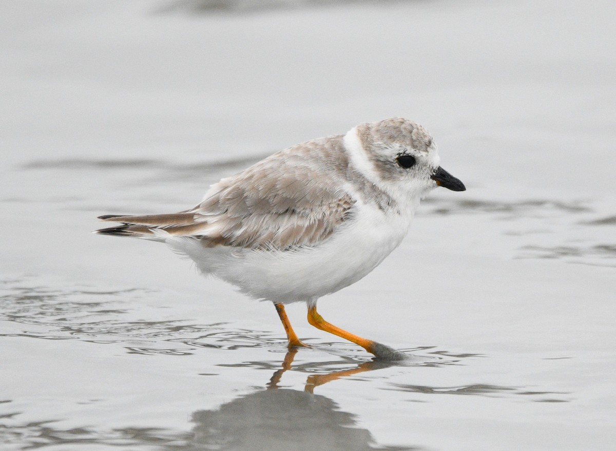 Flötenregenpfeifer - ML644347761