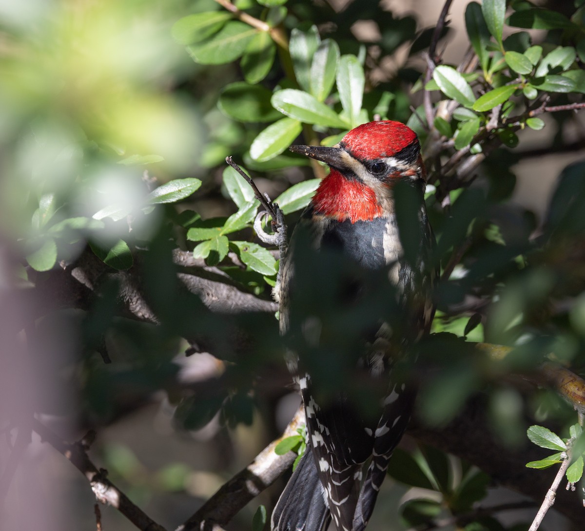 Rotnacken-Saftlecker - ML644347765