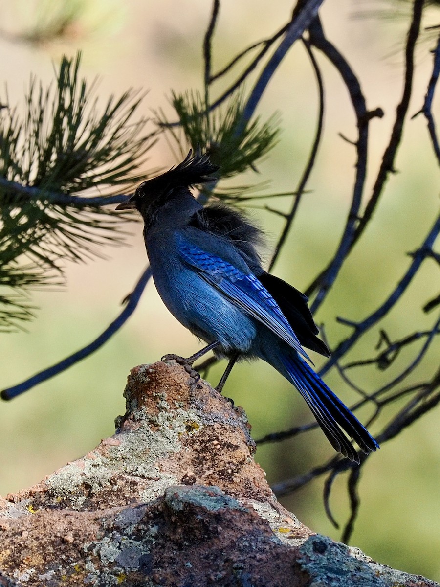 Steller's Jay - ML644347768