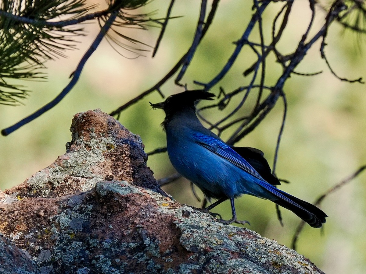 Steller's Jay - ML644347769