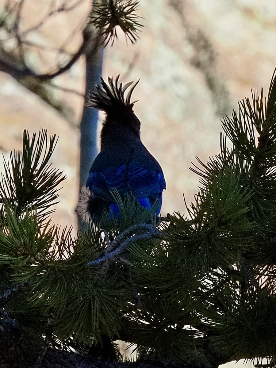 Steller's Jay - ML644347770
