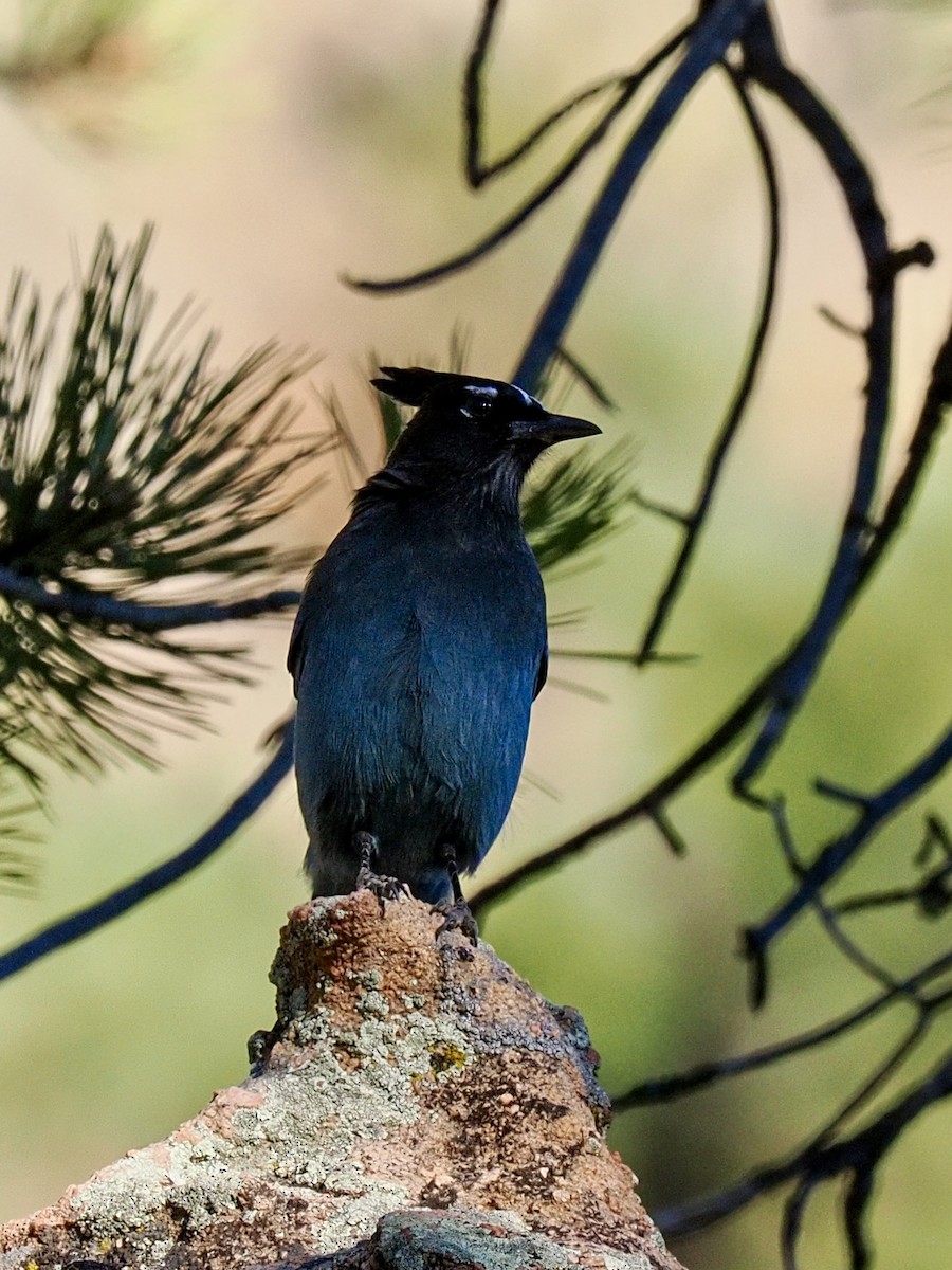 Steller's Jay - ML644347771