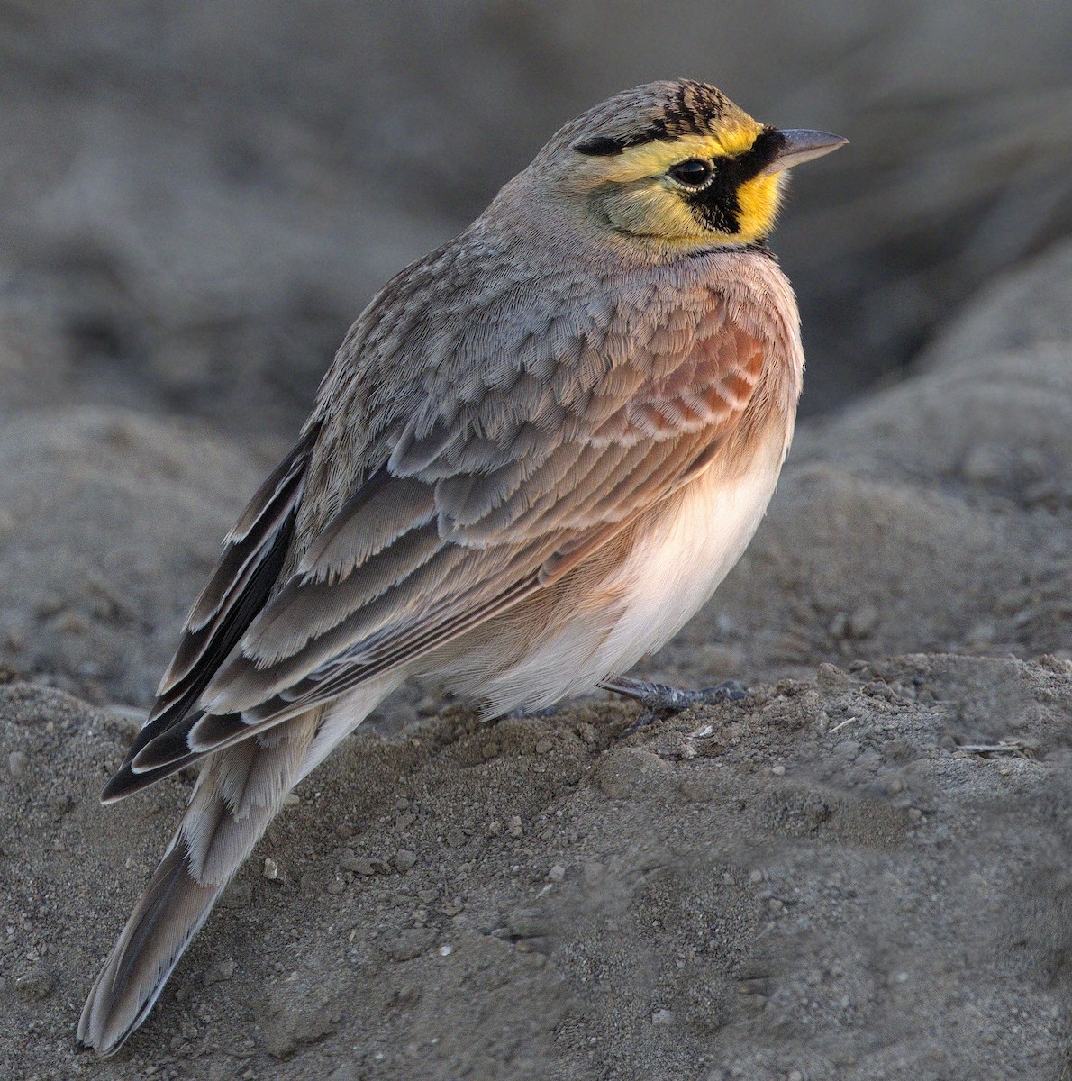 ハマヒバリ - ML644347778