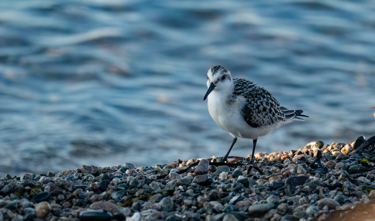 Sanderling - ML644347779