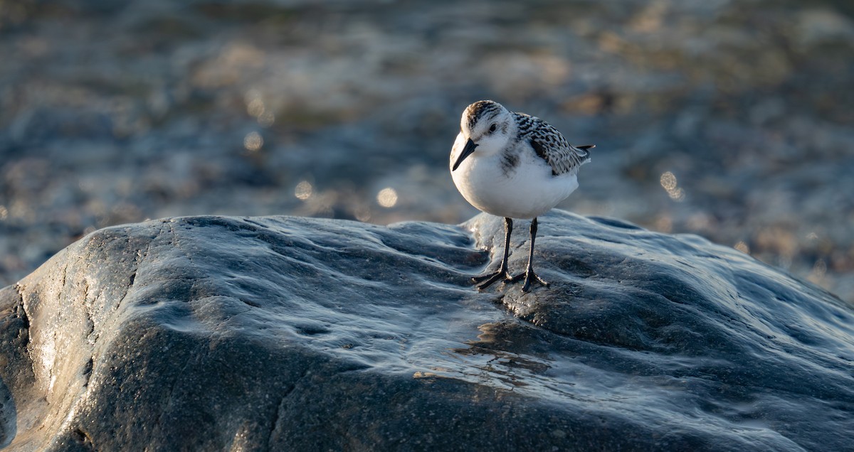 Sanderling - ML644347781