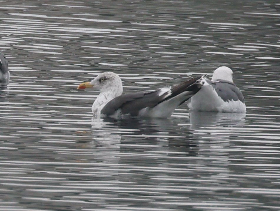 Lesser Black-backed Gull - ML644347795
