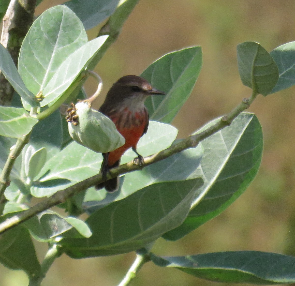 Vermilion Flycatcher - ML644347797