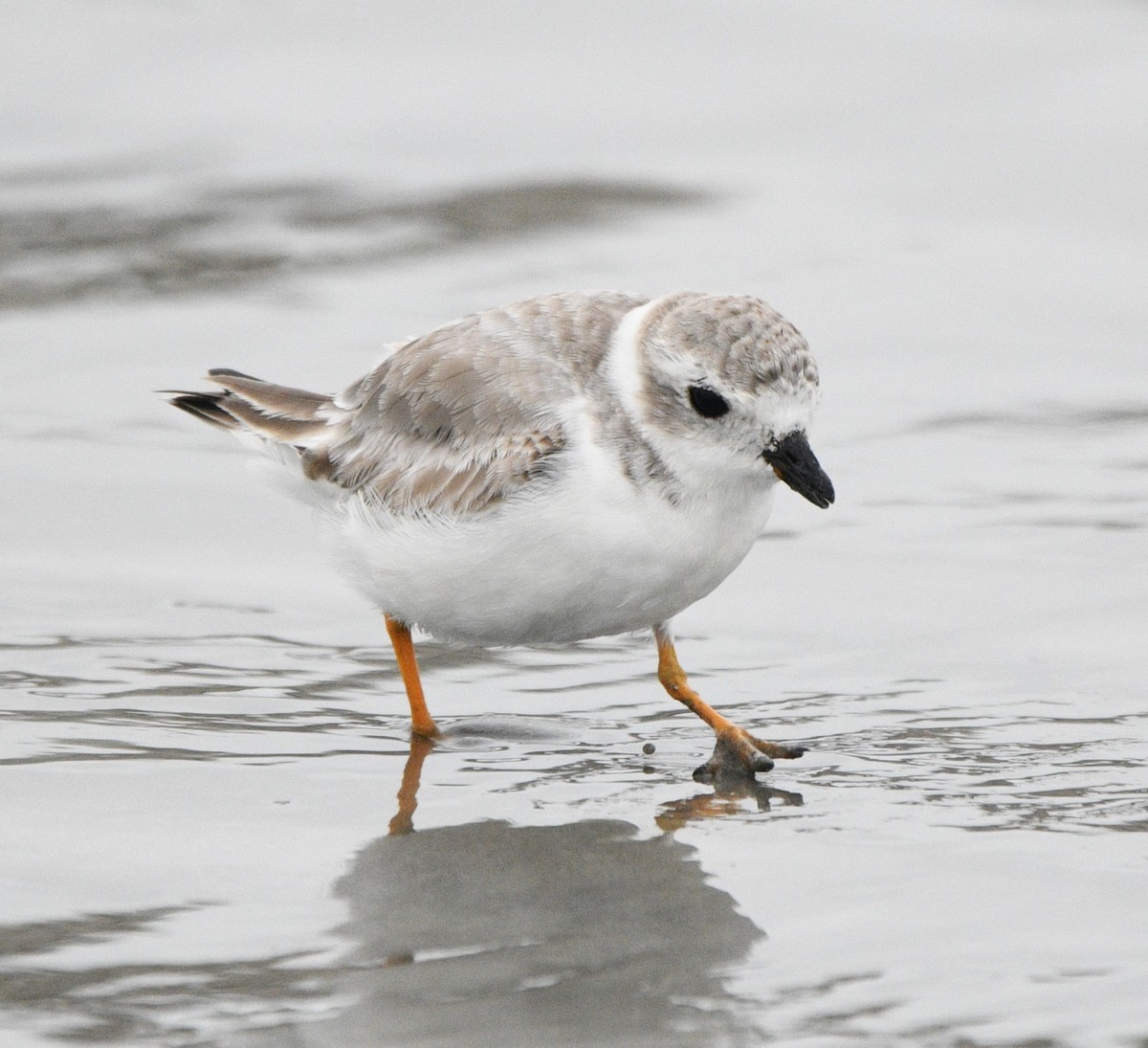 Flötenregenpfeifer - ML644347800