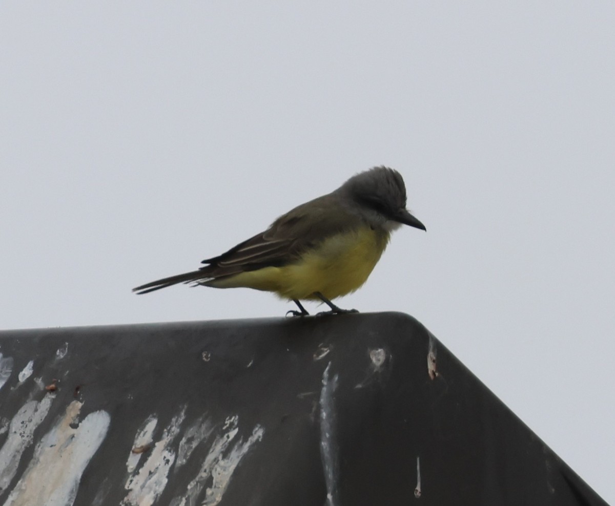 Tropical Kingbird - ML644347802