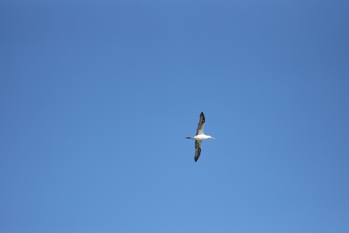 havsule - ML644347807