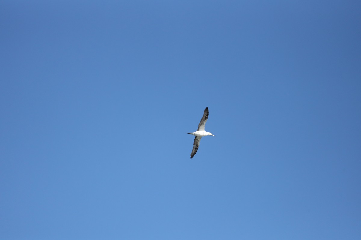 havsule - ML644347808