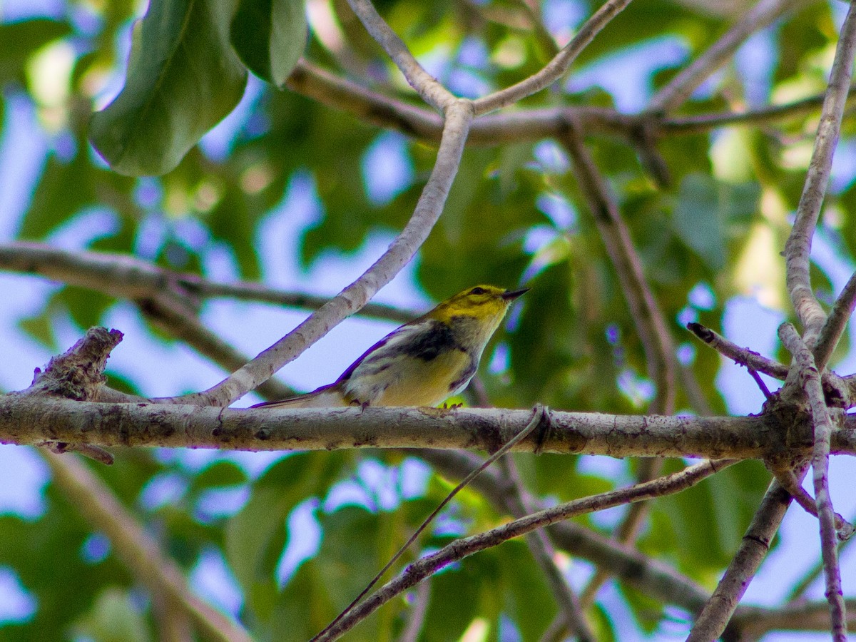 ノドグロミドリアメリカムシクイ - ML644347809