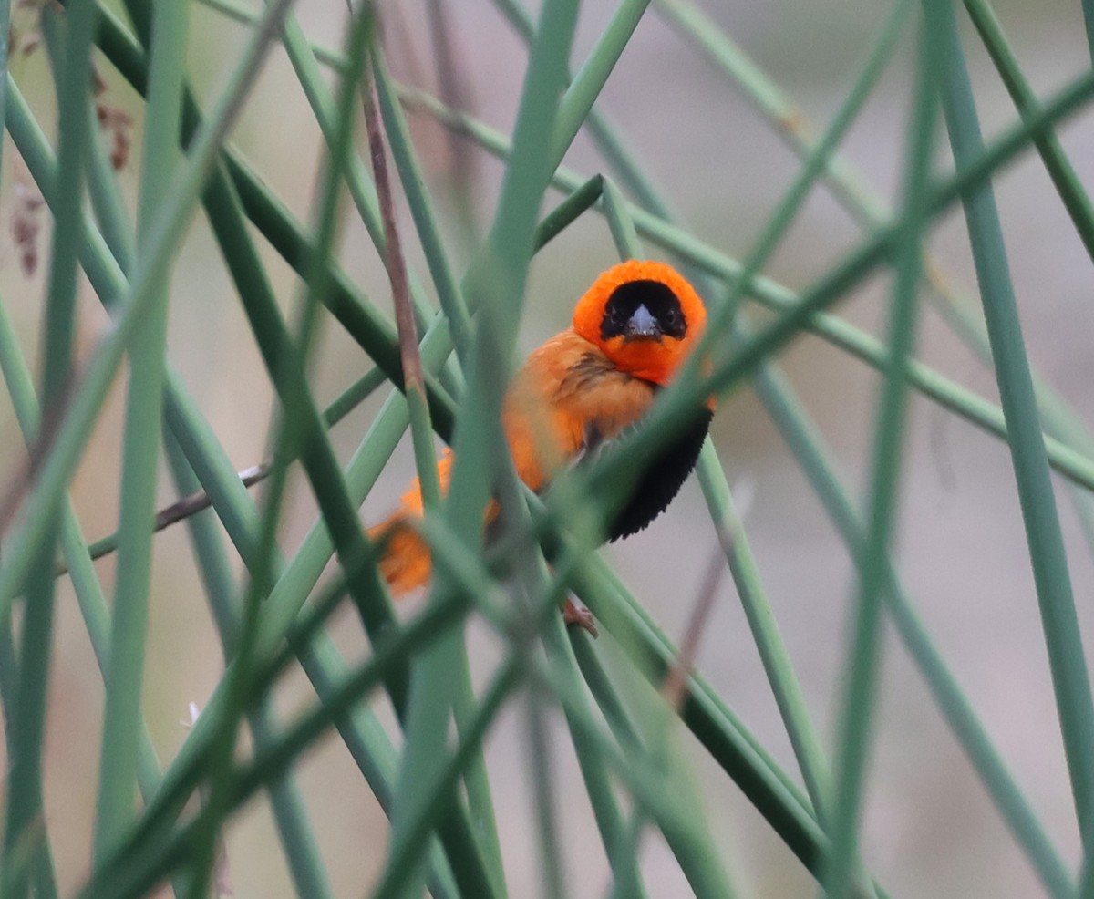 Northern Red Bishop - ML644347810