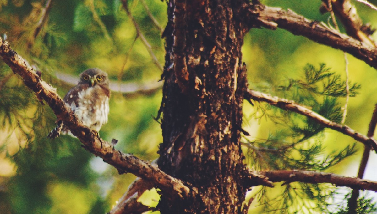 Northern Pygmy-Owl - ML644347818