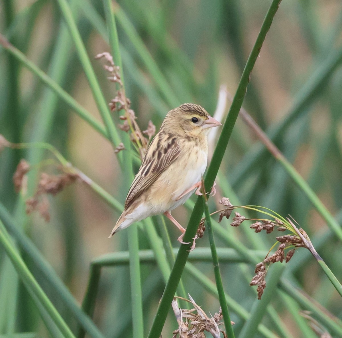 Northern Red Bishop - ML644347820