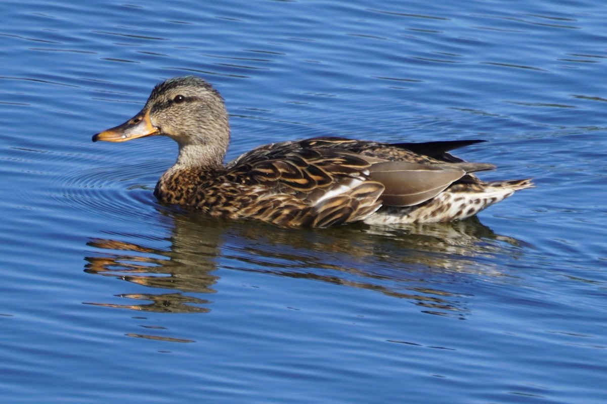 Canard colvert - ML644347822