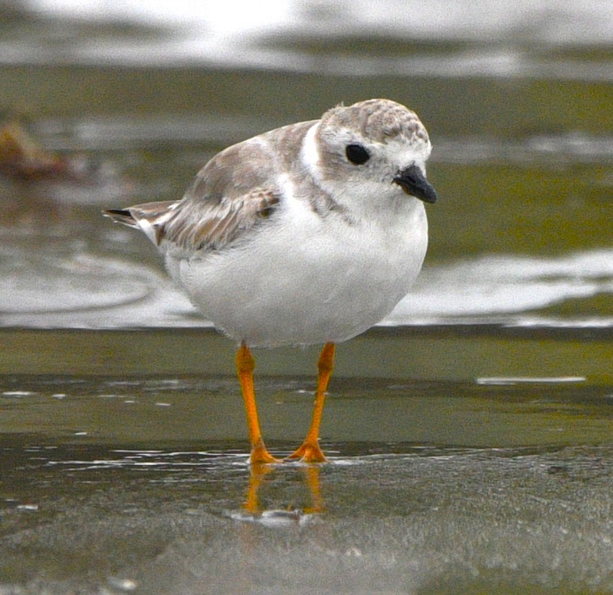 Flötenregenpfeifer - ML644347824