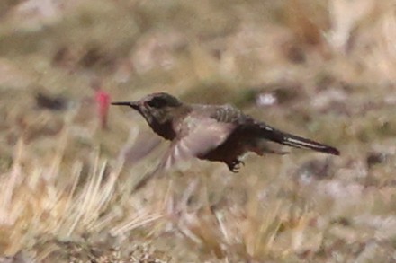 Olivaceous Thornbill - ML644347825